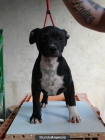 Cachorros de Staffordshire Bull Terrier, Disponibles - mejor precio | unprecio.es