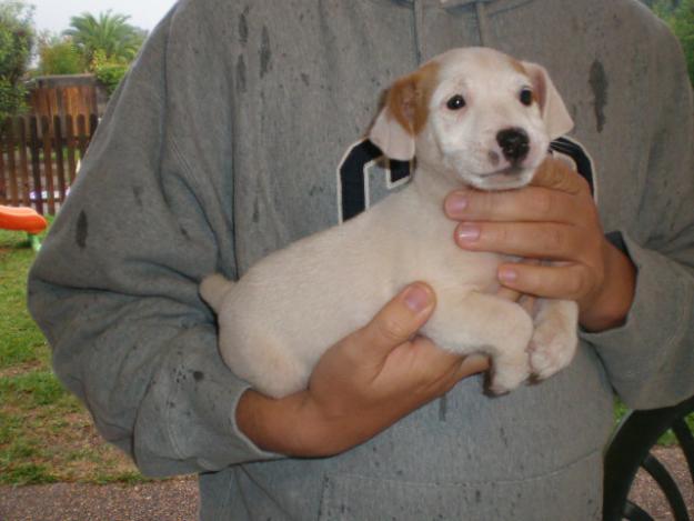 cachorros JACK RUSSELL con PEDIGREE