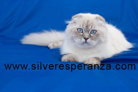 GATITOS SCOTTISH FOLD, BRITISH LONGHAIR  con PEDIGREE