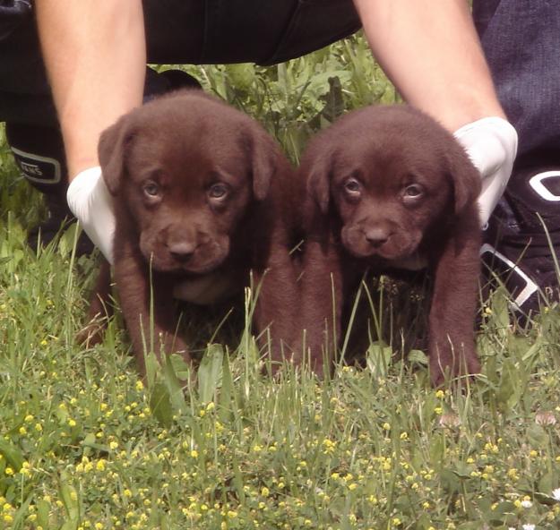 labrador chocolate