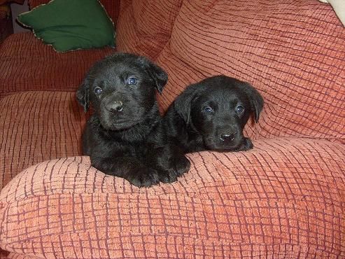 labradores con pedigree