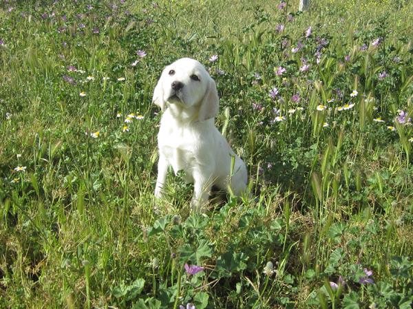 Labradores preciosos cachorros con mucho hueso y pigmentacion