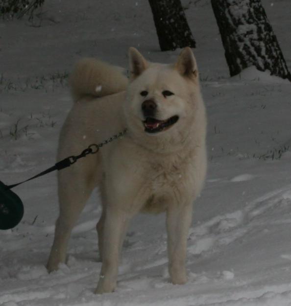 Ofrezco magnífico macho de Akita Japonés para montas.