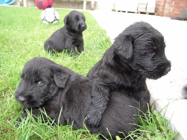 Preciosa camada de Schnauzer gigante negro