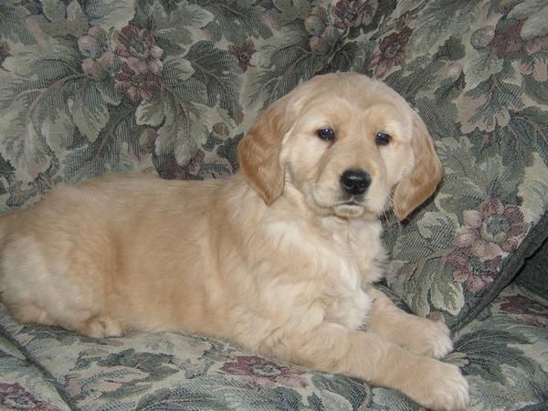 sorprendente cachorros golden retriever gratis