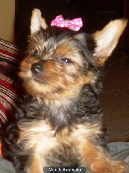 yorkshire terrier mini con pedigri