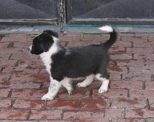 Border Collie cachorros