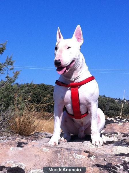 Busco hembra de Bull terrier para cruce con mi macho