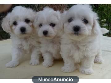 cachorretes de maltes con pedigree prec