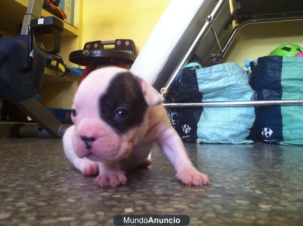 CACHORRO DE BULLDOG FRANCES MACHO 250E