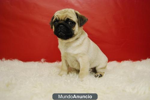 CARLINOS PUG CACHORROS DISPONIBLES EJEMPLARES PARA SU ENTREGAR