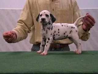 Dálmatas criados por veterinaria