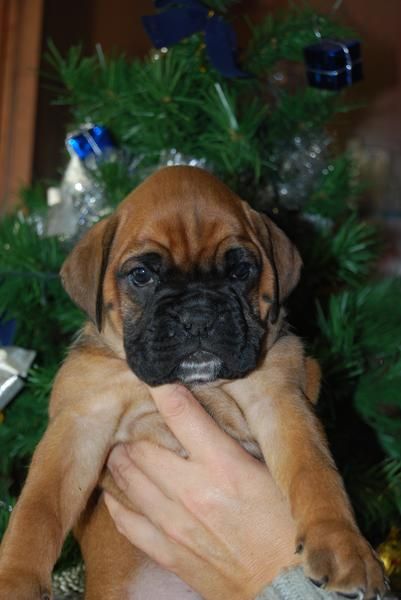 espectacular camada de BOXER CON PEDIGREE 350 EUROS