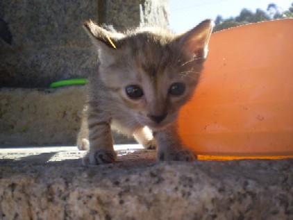 Gatita adopción