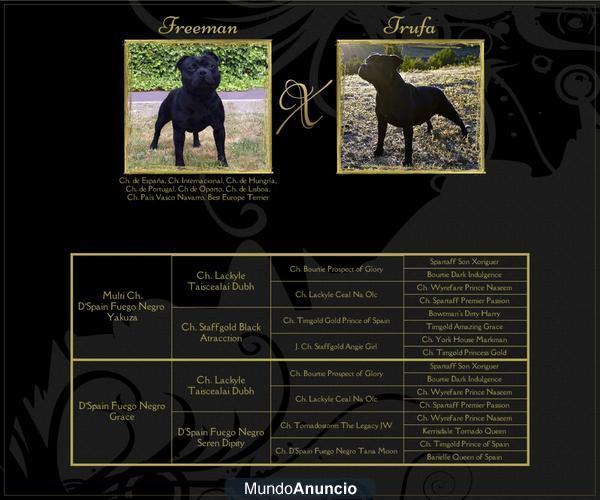 STAFFORDSHIRE BULL TERRIER , STAFFY , MULTI CH D´SPAIN NEGRO YAKUZA ( FREEMAN ) * D´SPAIN FUEGO NEGRO GRACE