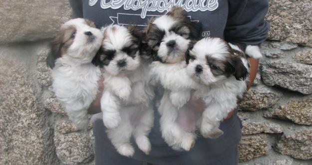 Ultimas cachorras de Shih Tzu