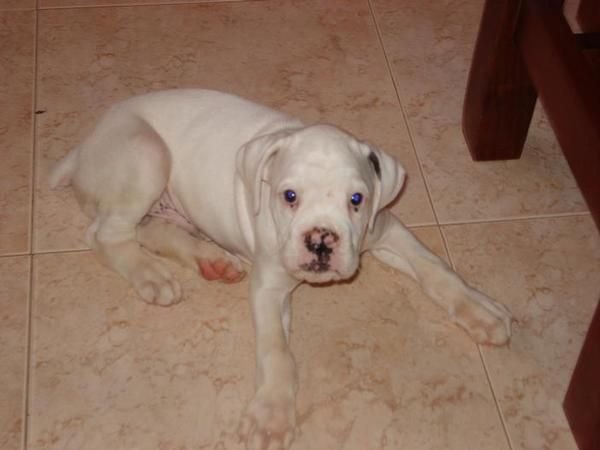 VENDO CAMADA DE BOXER