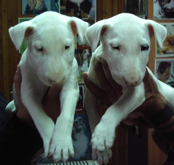 CACHORROS DE BULLTERRIER STANDARD 650