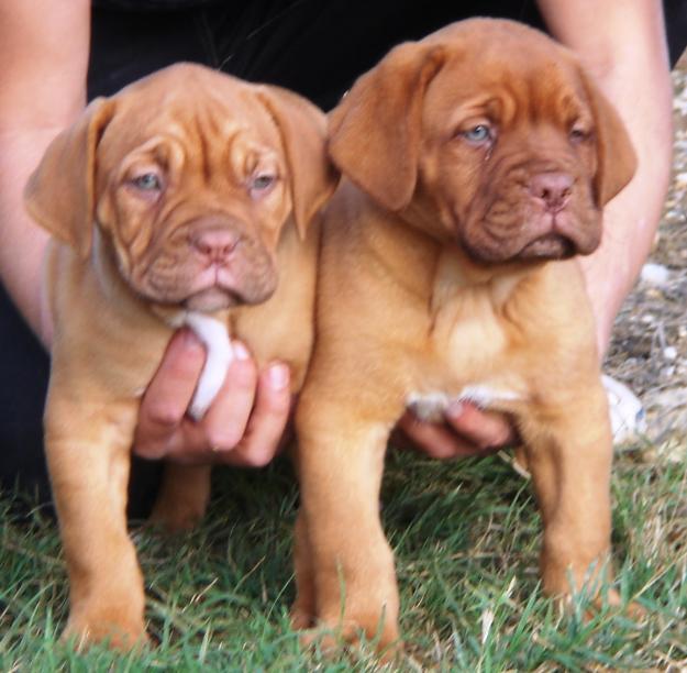 CACHORROS DE DOGO DE BURDEOS