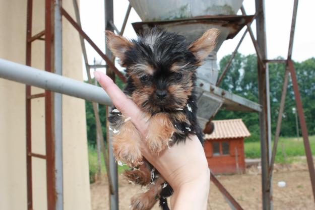 Cachorros Yorkshire Toy