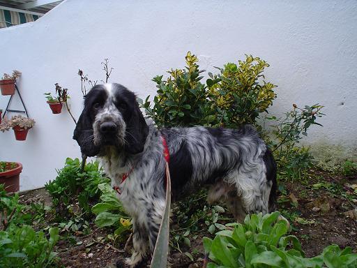 Duque, cocker puro de 2 añitos en adopción