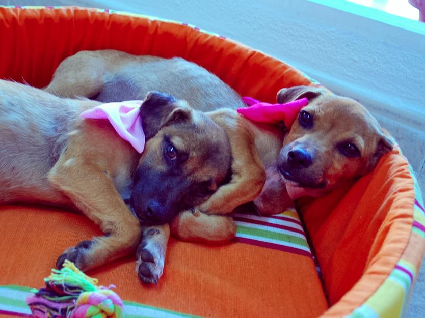 Lua y Cora, cachorritas 3 meses mestizas en adopción