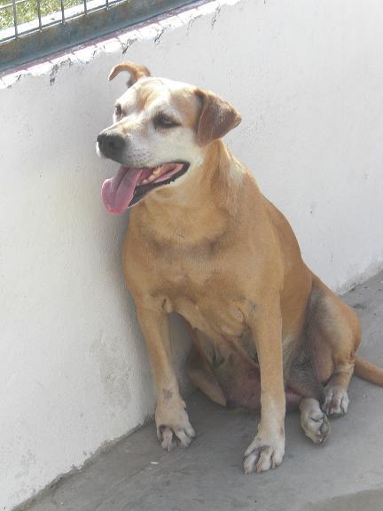 Perrita abandonada morira en la perrera si no hacemos nada S.O.S