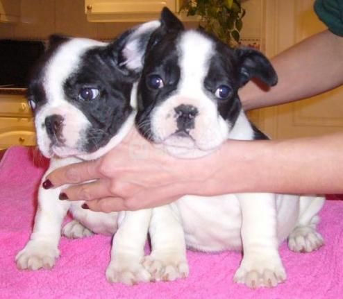 Preciosos cachorros de bulldog frances 150