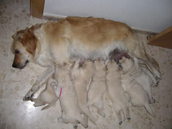 SE VENDEN GOLDEN RETRIEVER