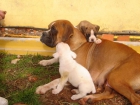 vendo cachorritos boxer - mejor precio | unprecio.es