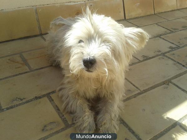 PERRITA WESTY EN ADOPCIÓN