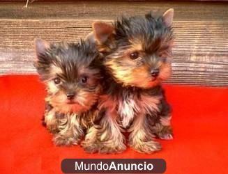 12 SEMANAS CACHORROS , DE YORKSHIRE TERRIER,