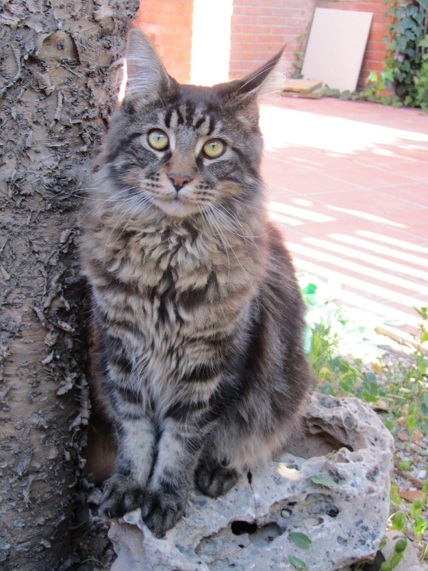 Busco hembra maine coon para monta