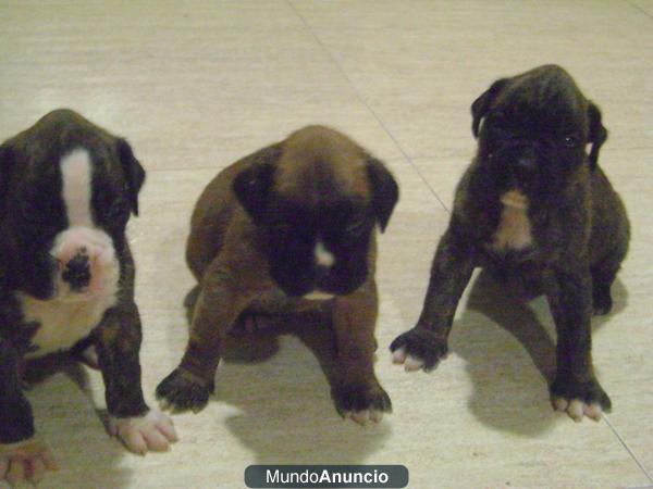 cachorros boxer