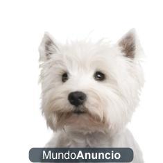 Cachorros de West highland, Westy con  pedigree  LOE.