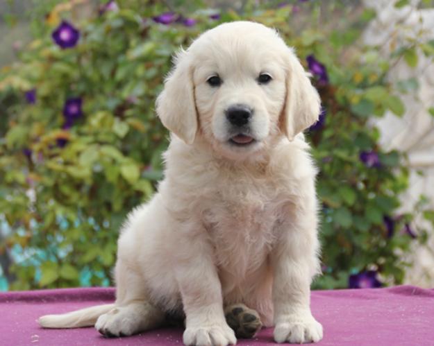 Cachorros golden retriever. salud, caracter y belleza.