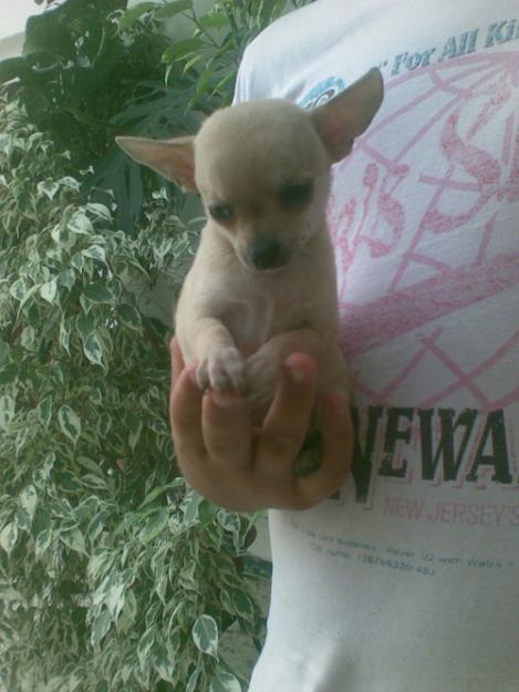 CHIHUAHUAS NACIONALES PEDIGREE LOE .600€