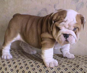 Excelentes cachorras bulldog ingles