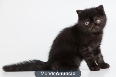 gato exotico negro humo