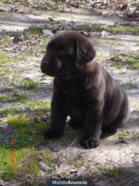 Labrador cachorros amarillos, negros y chocolates de exc calidad