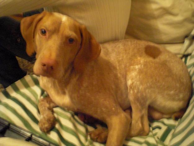 perros mezcla de braco y breton.