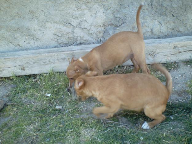 podencos andaluces