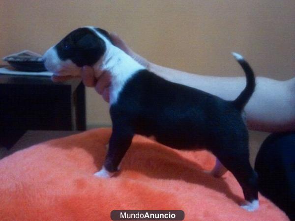 PRECIOSOS BULL TERRIER