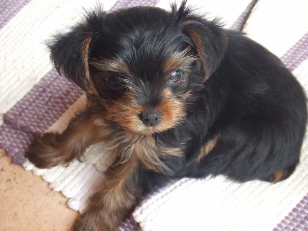 se venden 3 yorkshire terrier