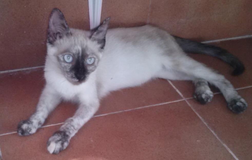 Sia, gata siamesa que busca calor de hogar