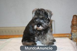 Cachorritos de meses de Schnauzer miniatura, nacidos en Madrid.