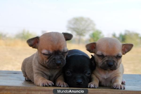 CACHORROS DE CHIHUAHUA TOY,DE PRIMERA CALIDAD