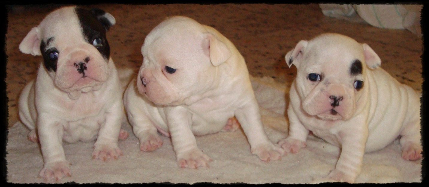 Camada bulldog frances