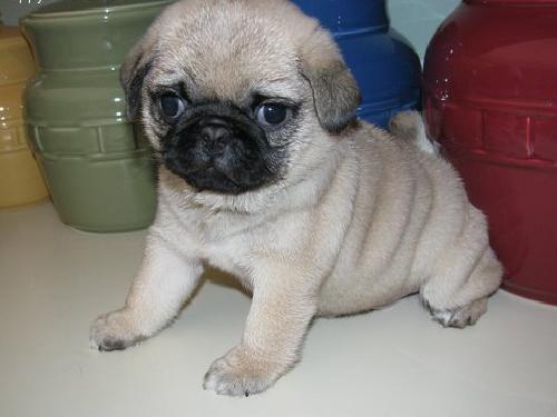 encantadora  y Negro Pug Cachorros Para Casas Precioso Ahora