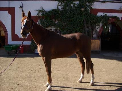 HERMOSOS CABALLOS CON BUEN CARACTER Y MUCHA CALIDAD